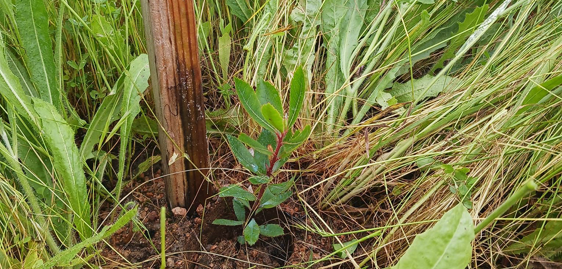 Imagem - IP associa-se Dia Mundial da Terra