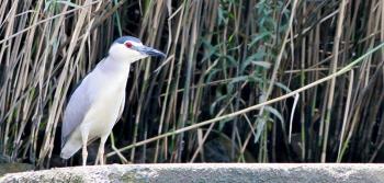 Fotografia alusiva ao Relatório de Monitorização da Mortalidade de Fauna
